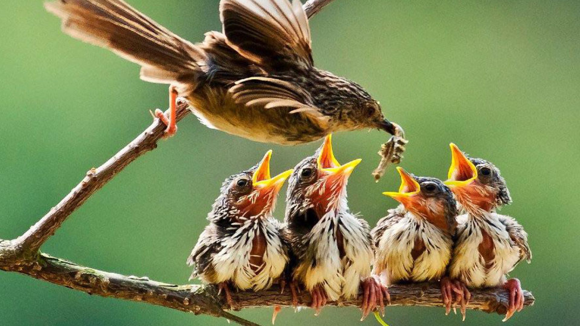 She likes birds. Птицы. Птица с птенцами. Гнездовые птицы. Мама кормит птенцов.